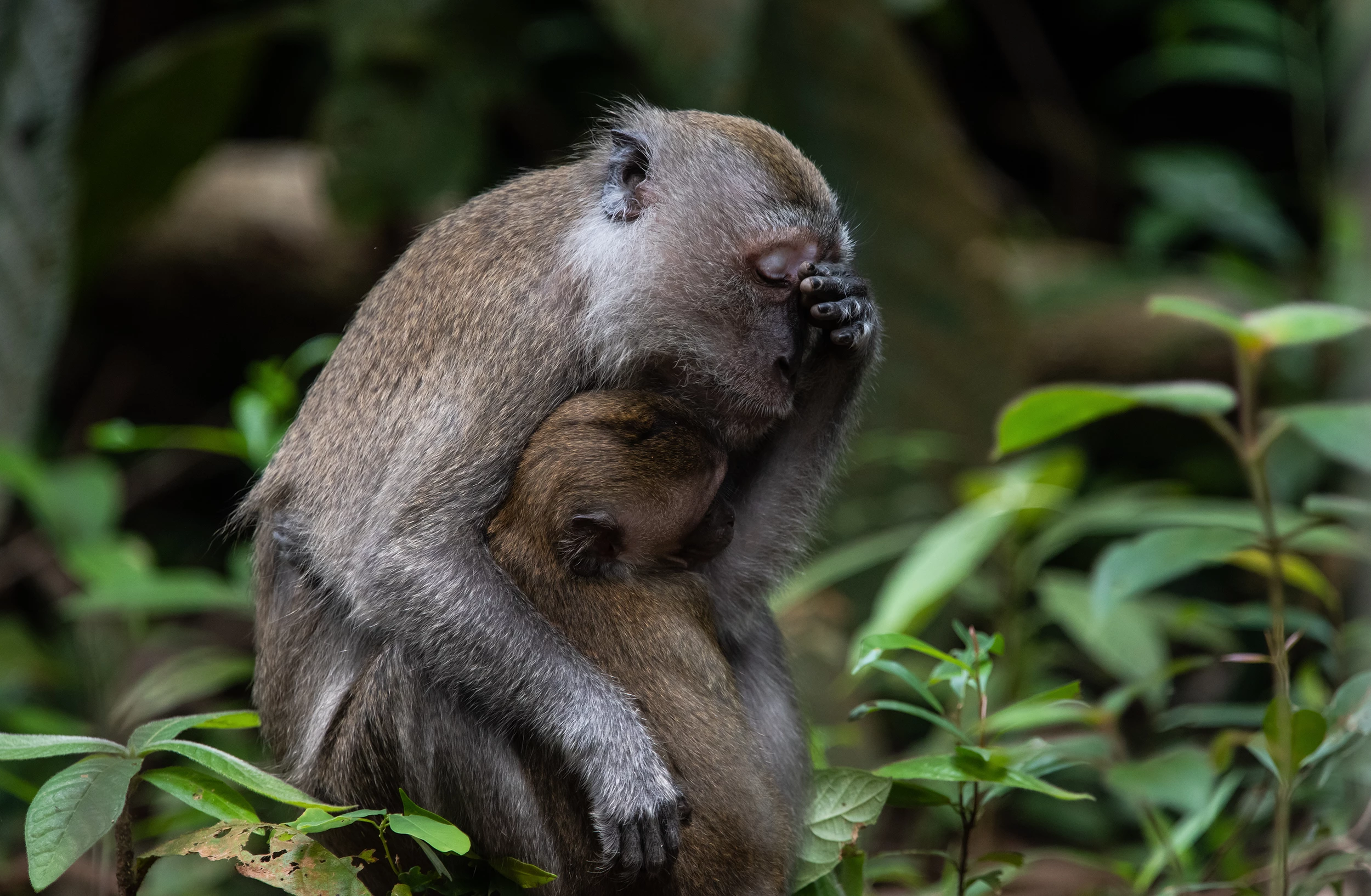 "Mum life". Long-tailed macaque, Singapore