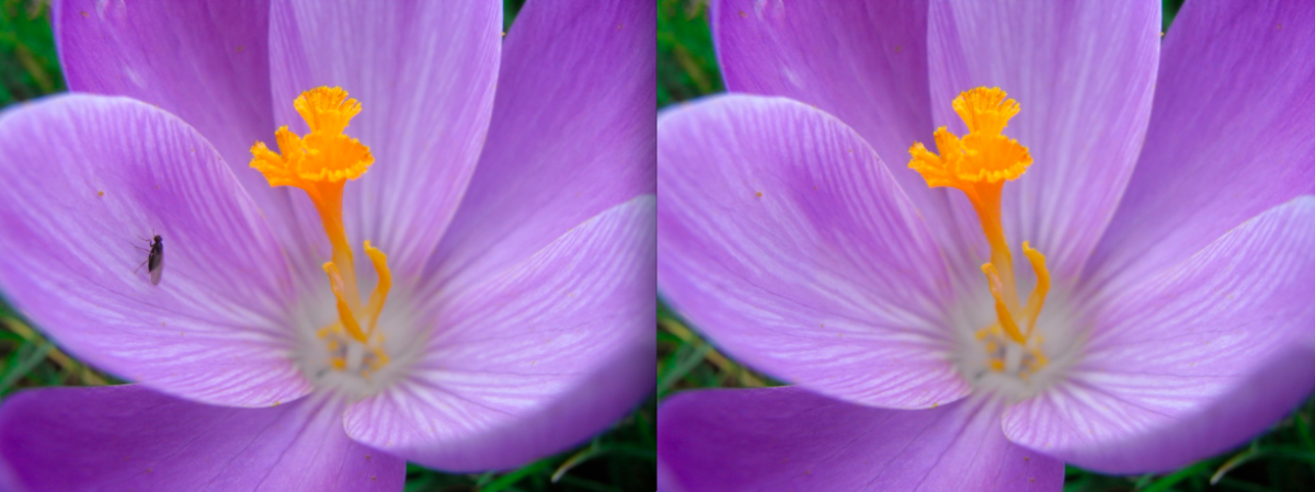 Before and after: flower with and without fly (Photo: Gizmag)