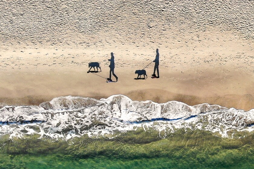 Third place went to a strange snap of shadows walking dogs down a beach