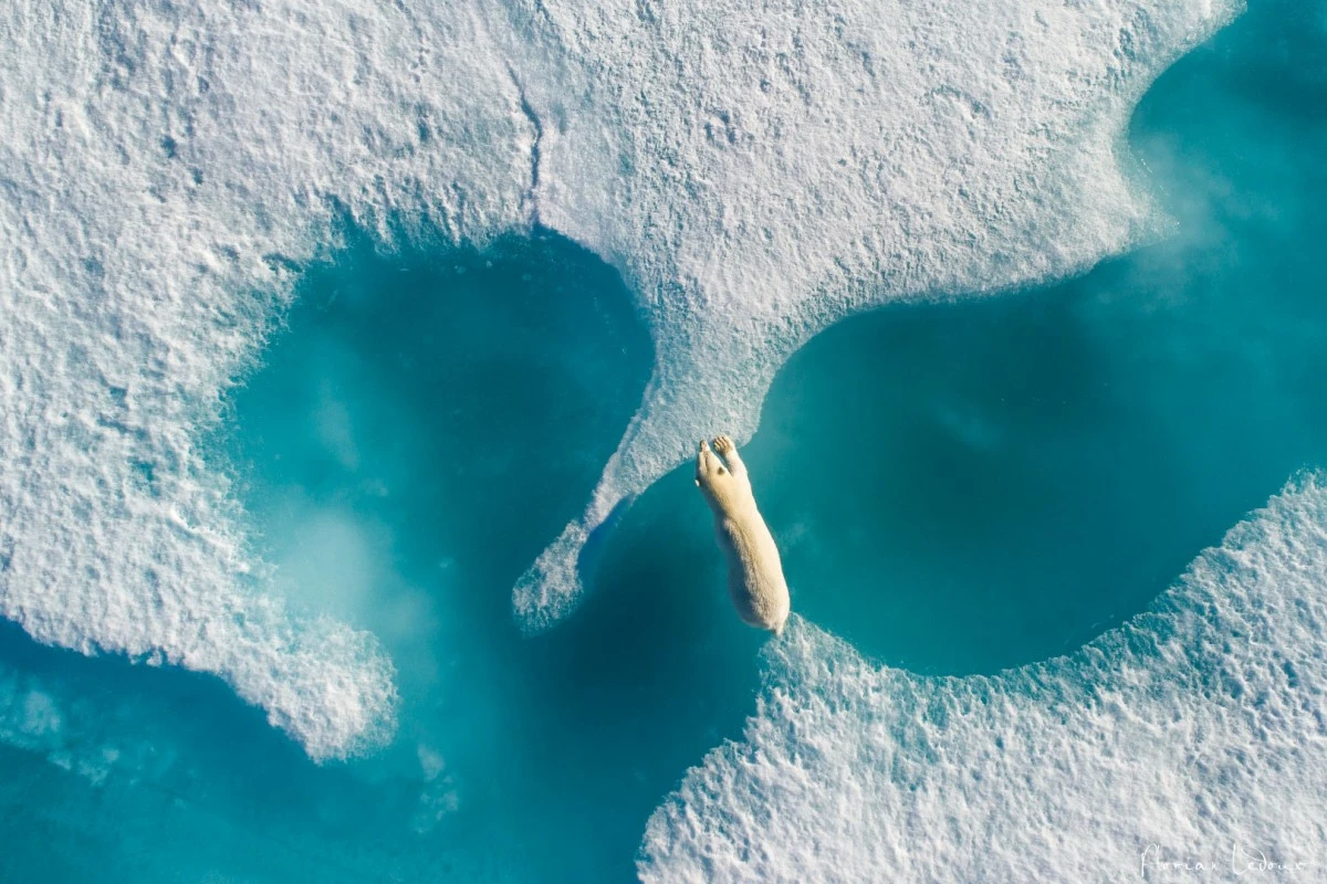A polar bear crosses between two pieces of sea ice in Canada