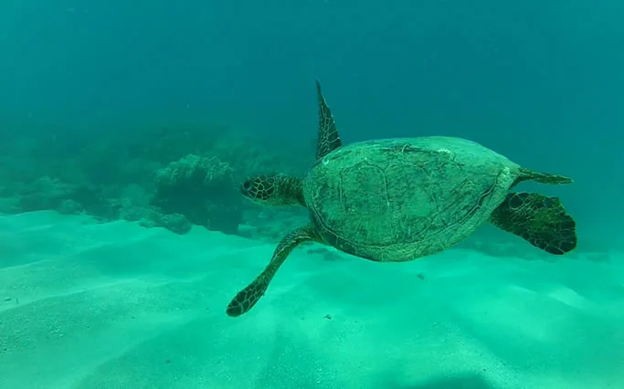 An image shot using GoPro's new Dive Housing