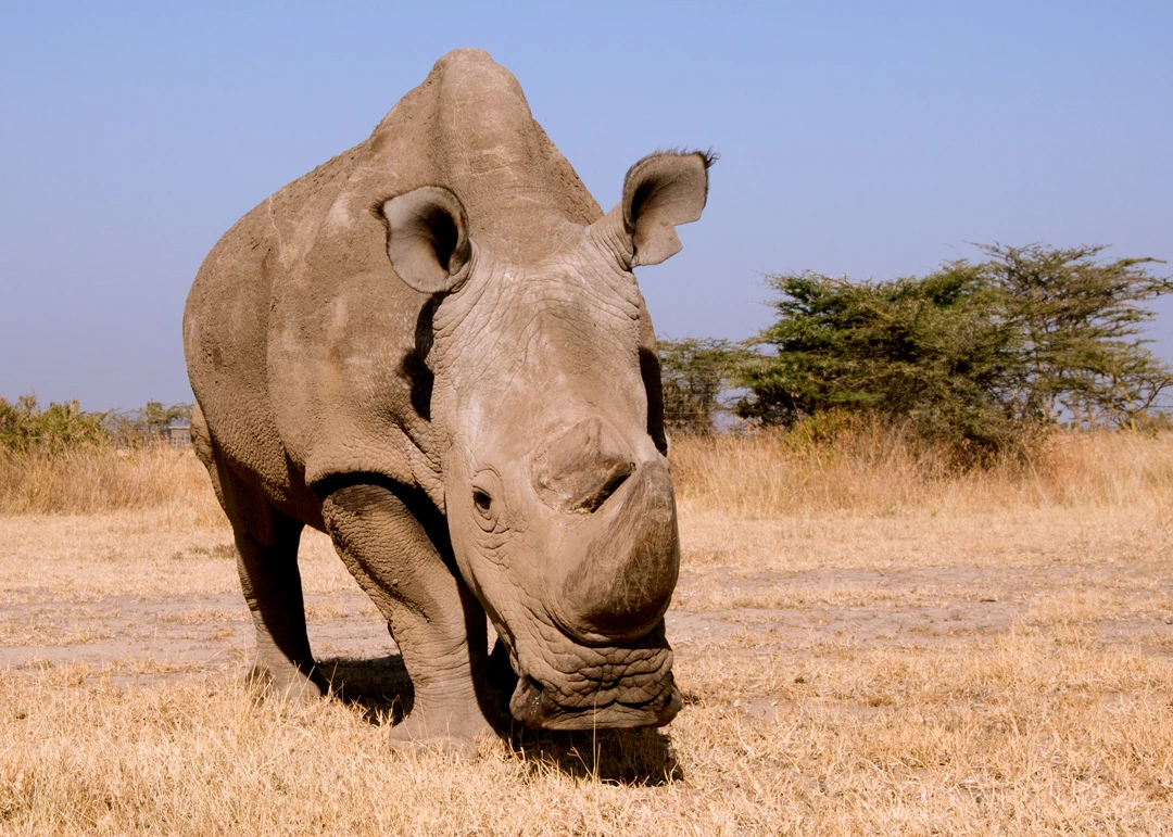 After almost a decade of careful safeguarding in a Kenyan conservancy, the last male northern white rhino on Earth has been euthanized following age-related complicationsIn December last year, Sudan developed age-related wounds, infections and degenerative changes to his muscles and bones