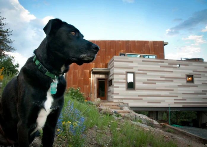Studio H:T's Shipping Container House: popular with humans and canines alike