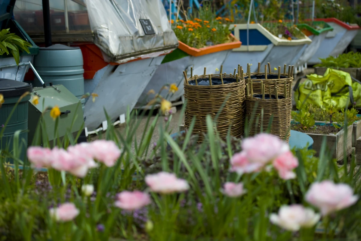 Amongst the crops grown at the Skip Garden are apples, pumpkins, beans, tomatoes, ginger and chillies