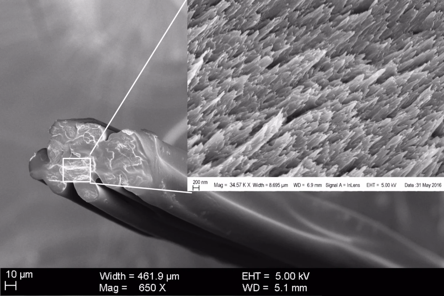A cross-sectional microscope image of an RSF fiber, showing the microfibrils in the inset
