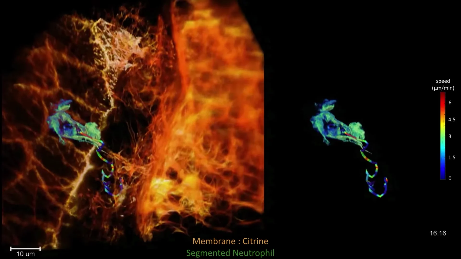 Using adaptive optics technology borrowed from the world of astronomy, biologists have created a new microscopy technique that delivers extraordinary 3D video of life at a cellular level