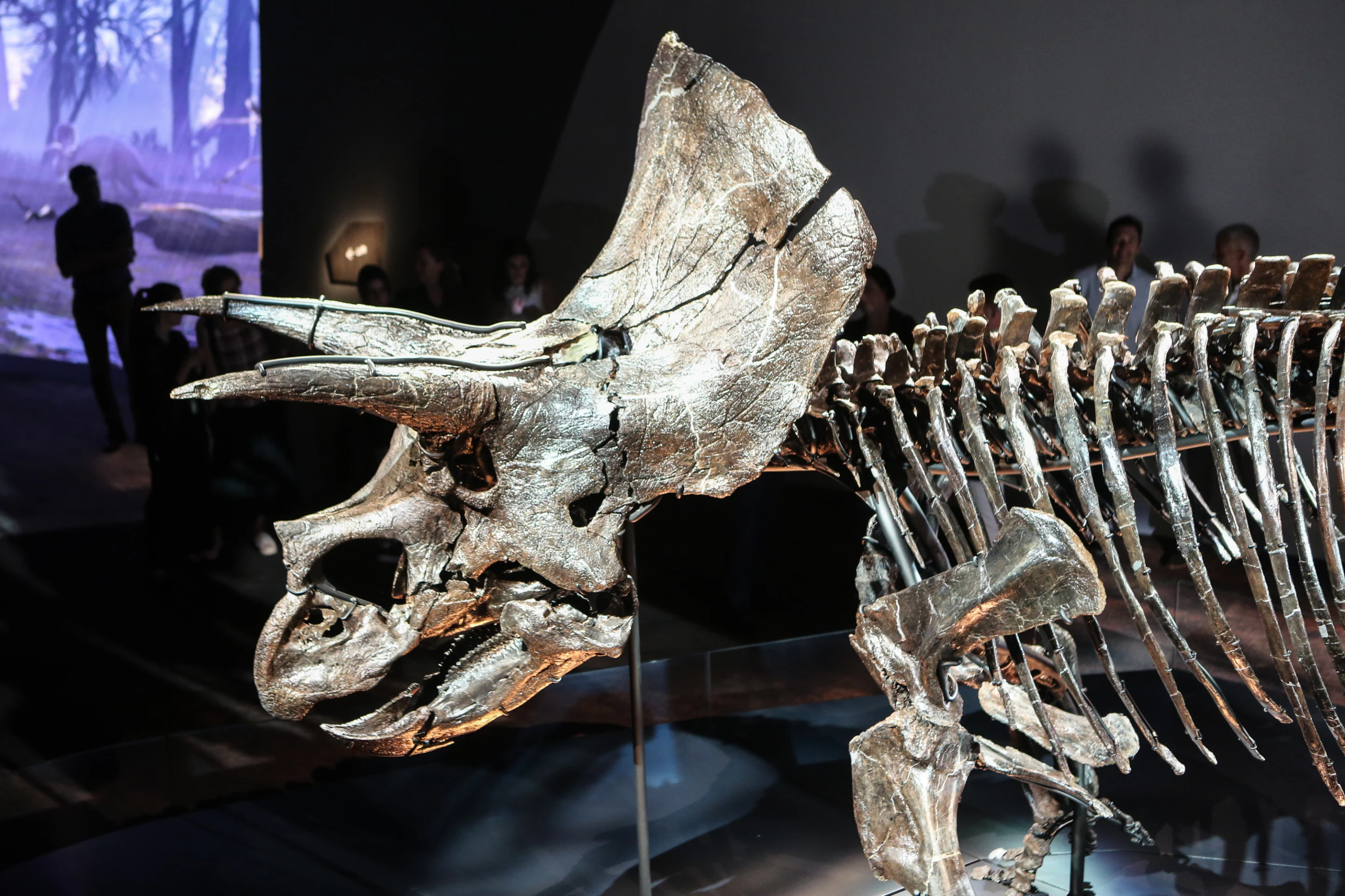Triceratops skulls are common fossil finds, because the big thick bones lend themselves well to the fossilization process