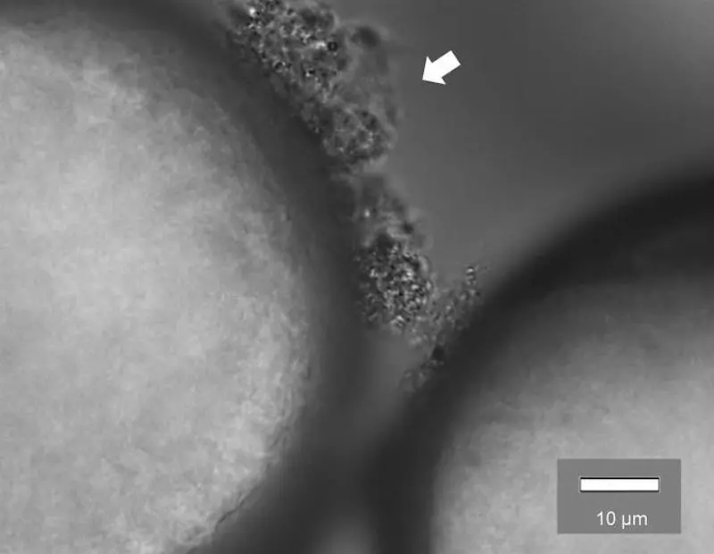 A microscope image showing superbug biofilms forming on top of microplastic particles