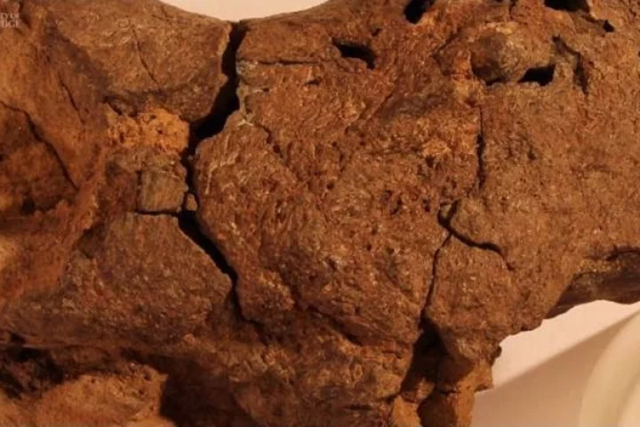 The discovery raises the possibility that some dinosaurs had larger brains than we thought