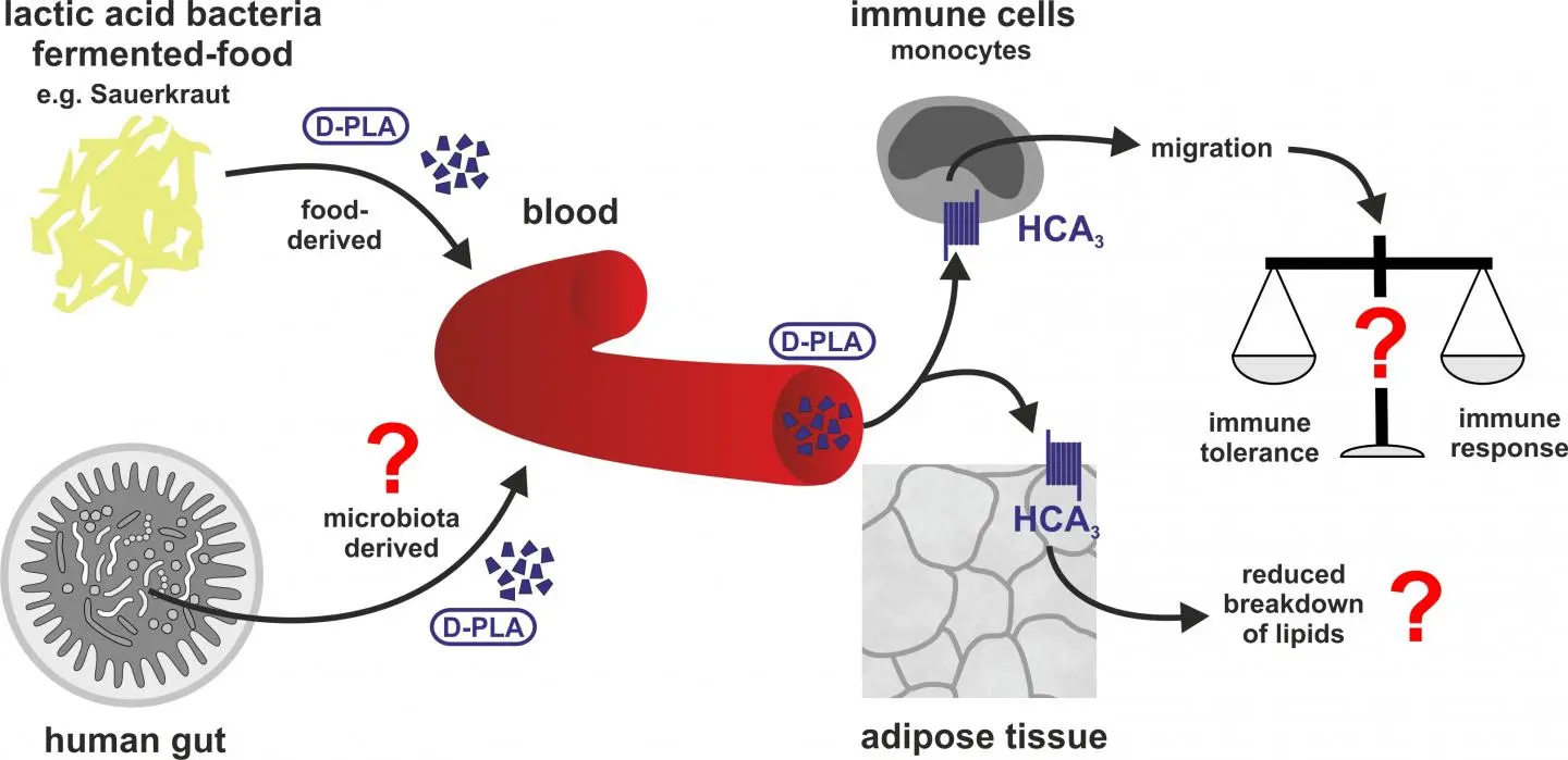 How D-phenyllactic acid is absorbed from lactic acid bacteria fermented food (e.g. Sauerkraut) inducing HCA3-dependent migration in human monocytes, and what questions still remain from this new discovery