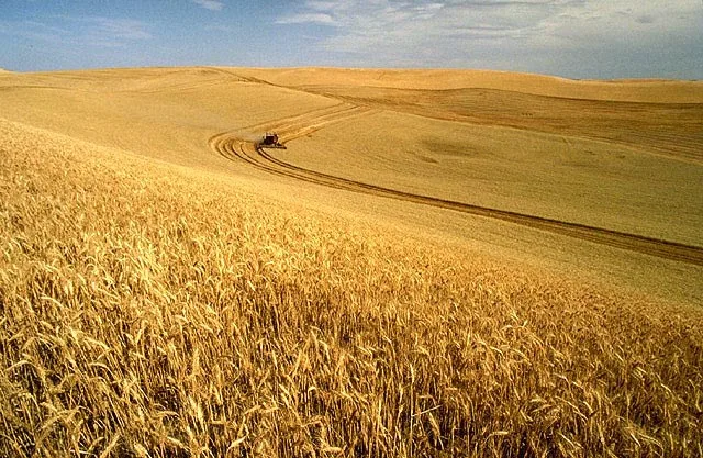 A just-published paper suggests that the cultivation of perennial grain crops could revolutionize agriculture