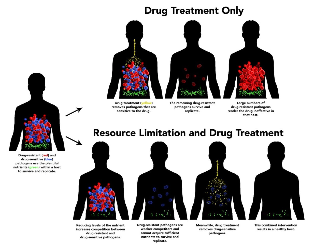 A diagram detailing how the new technique works to fight drug-resistant pathogens, by reducing the level of a nutrient key to parasites