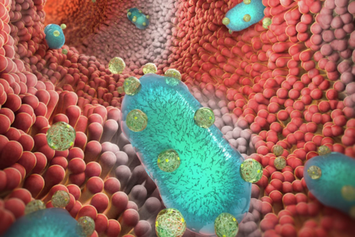 An artist's impression of probiotic bacteria wearing nanoparticle "backpacks" to help them fight inflammatory bowel diseases