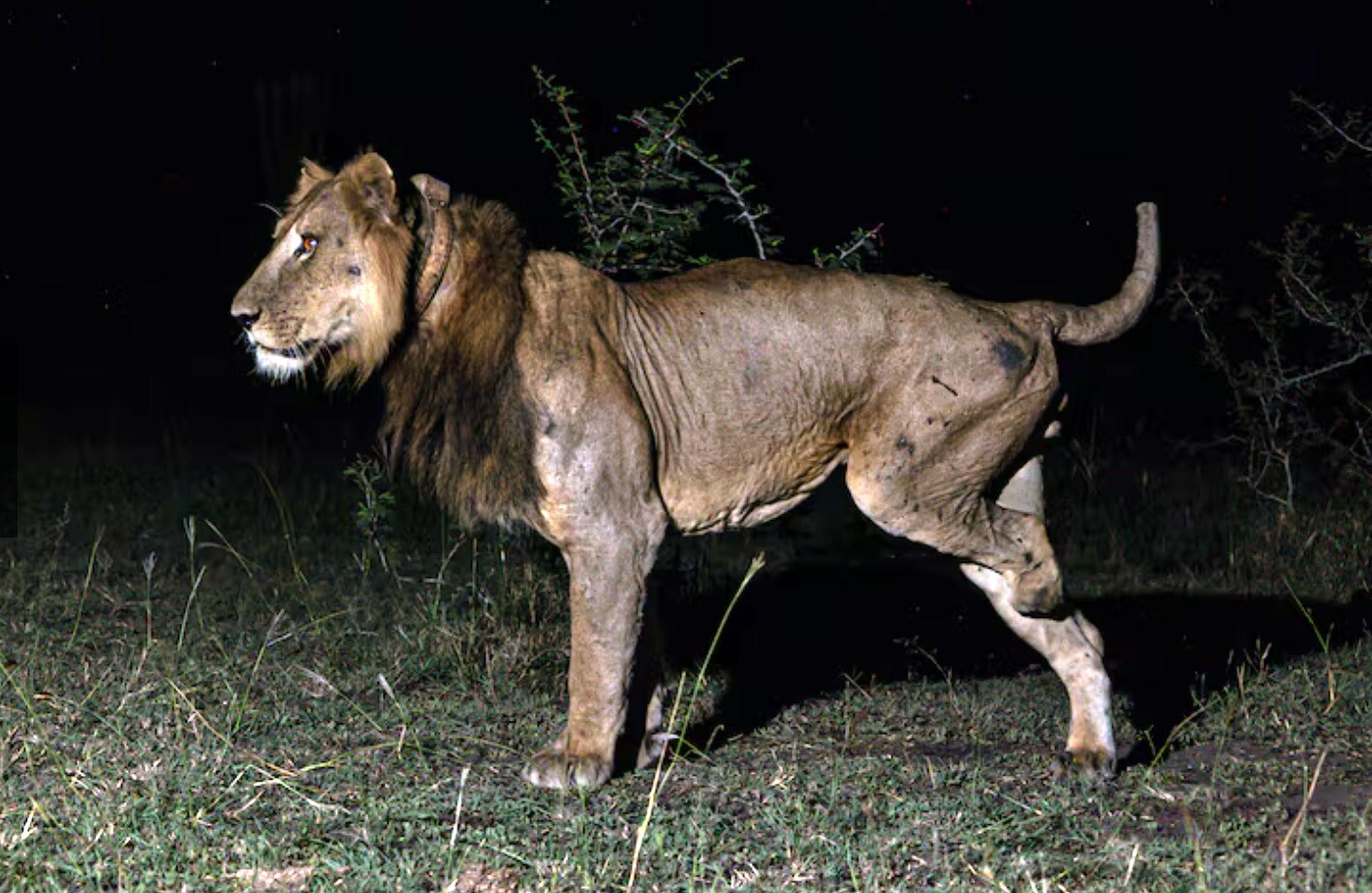 Jacob made the swim on three legs, having lost one of his limbs in a failed poaching attempt