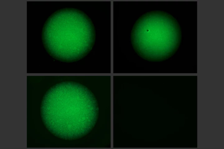 Left column: the researchers' CRISPR gel when not exposed to the trigger DNA sequence. Right: the gel degrades entirely after two hours of exposure to the trigger