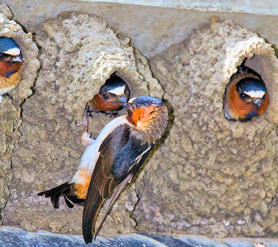 Cliff swallows feeding their chicks still in the nest (Photo: Marlon Harms via Wikimedia Commons)