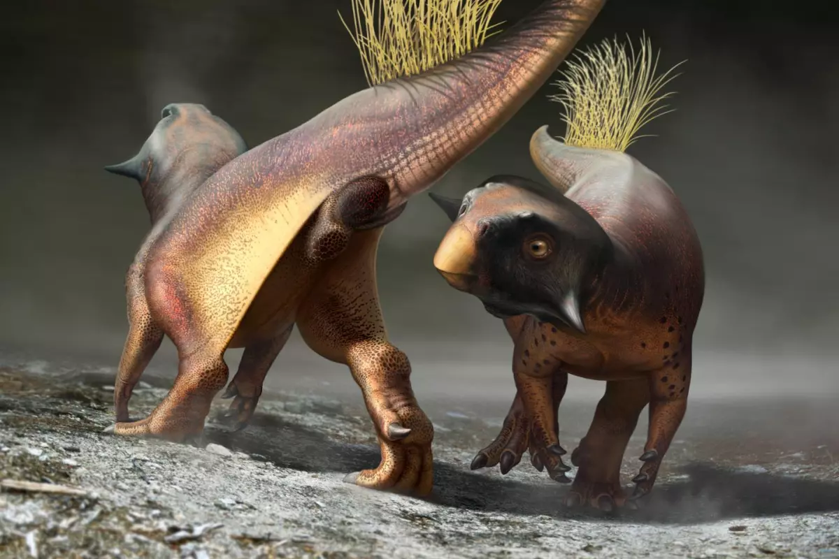 An artist's recreation of Psittacosaurus and in particular, its cloacal vent