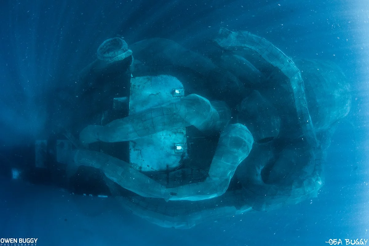 Three months after the ship was sunk the octopus frame is already taking on aspects of a young ecosystem