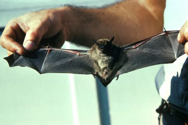 Touch receptors in bat wings may inspire similar sensors in aircraft wings