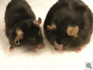 The obese mouse on the right was fed a high-fat diet. The mouse on the left was fed the same diet but is a normal weight after receiving amlexanox (Photo: Shannon Reilly)