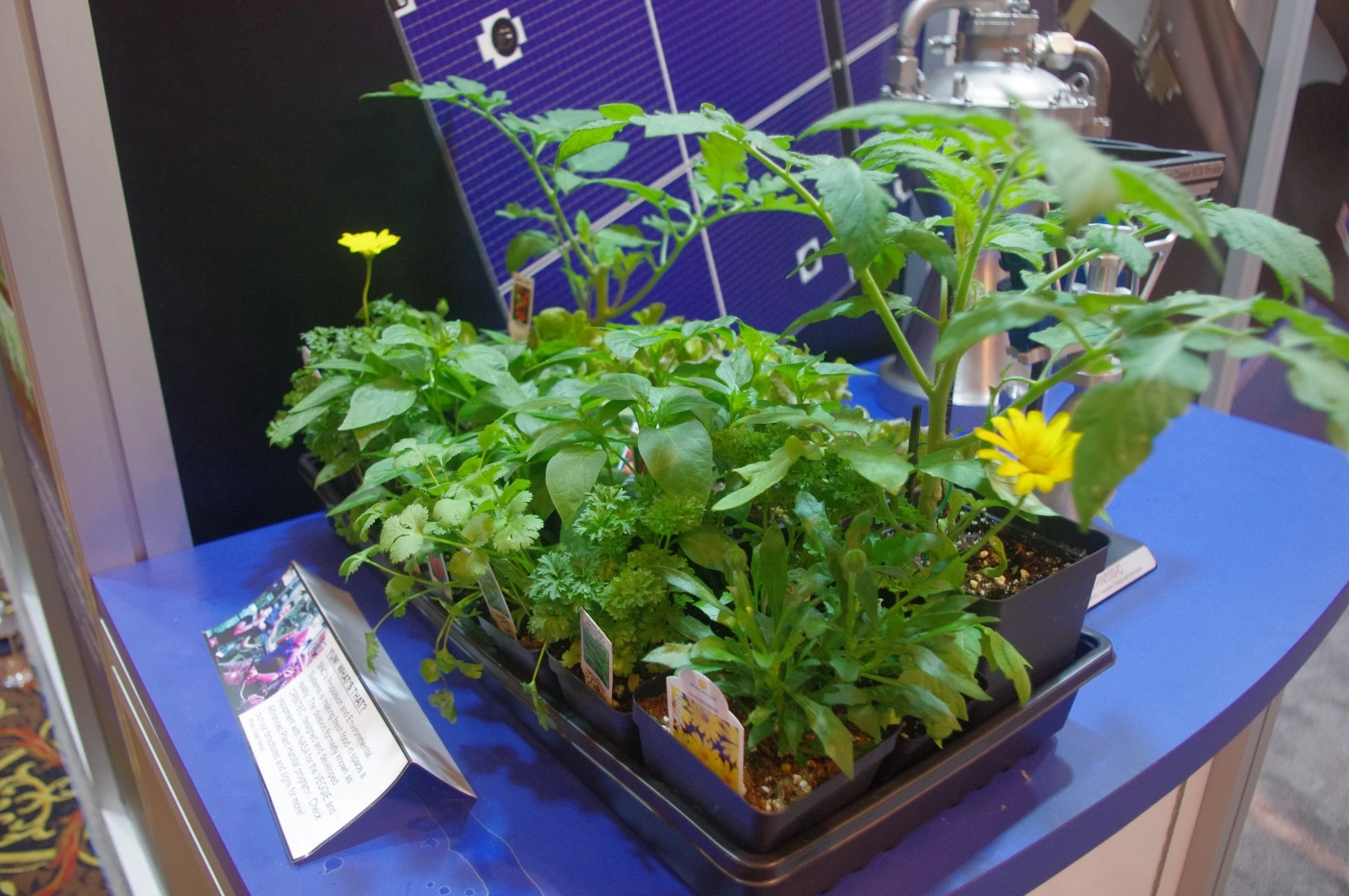 The Sierra Nevada Corporation was also involved in developing the VEGGIE program that allowed NASA astronauts to chow down on space lettuce for the first time in 2015. One of the innovations the company came up with was the development of a "pillow" that kept roots, water and nutrients contained and prevented them from floating away without the force of gravity to force them downwards into the dirt.