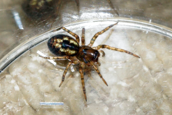 The lace weaver spider, known for its bristly web