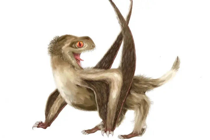 An artist's reconstruction of a feathered pterosaur