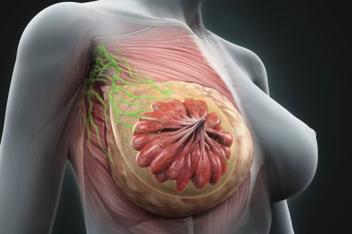 Research into how breast tissue regeneration is regulated has shed new light on the ageing process Shutterstock