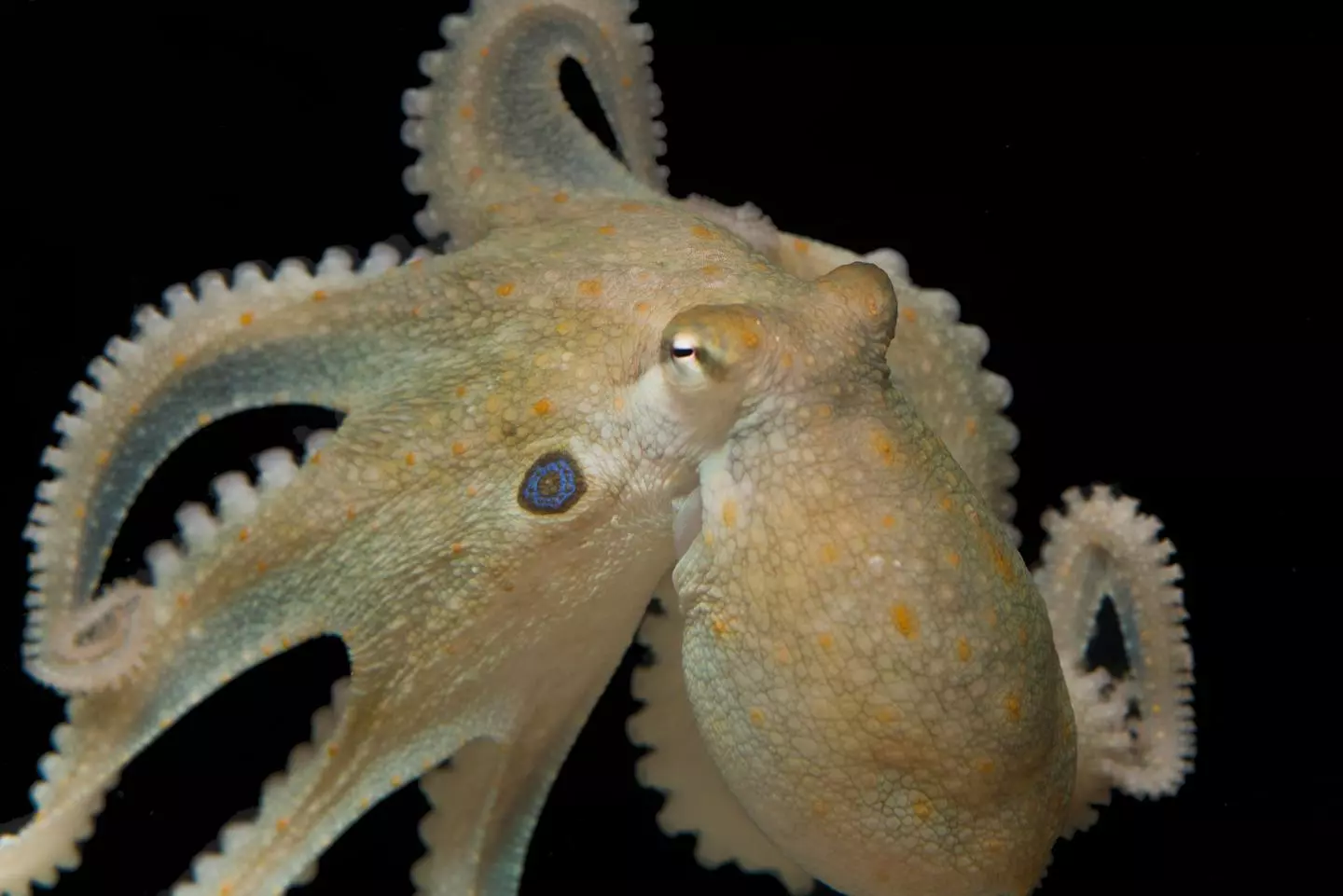 Despite over 500 million years of evolutionary divergence, a new study suggests both humans and octopuses respond to MDMA in the same way