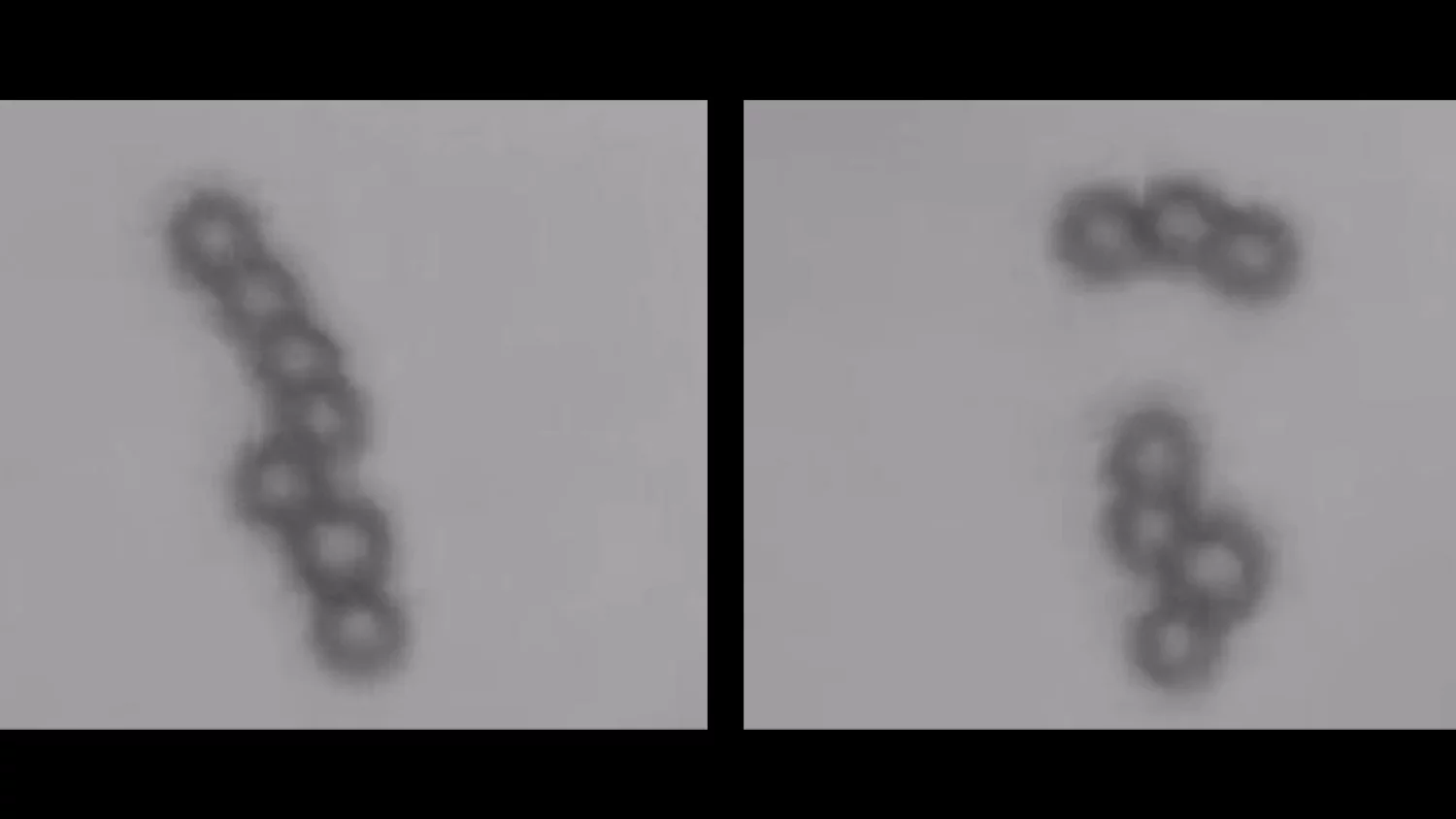 The tiny beads can be split or joined together by tweaking the magnetic field used to control them