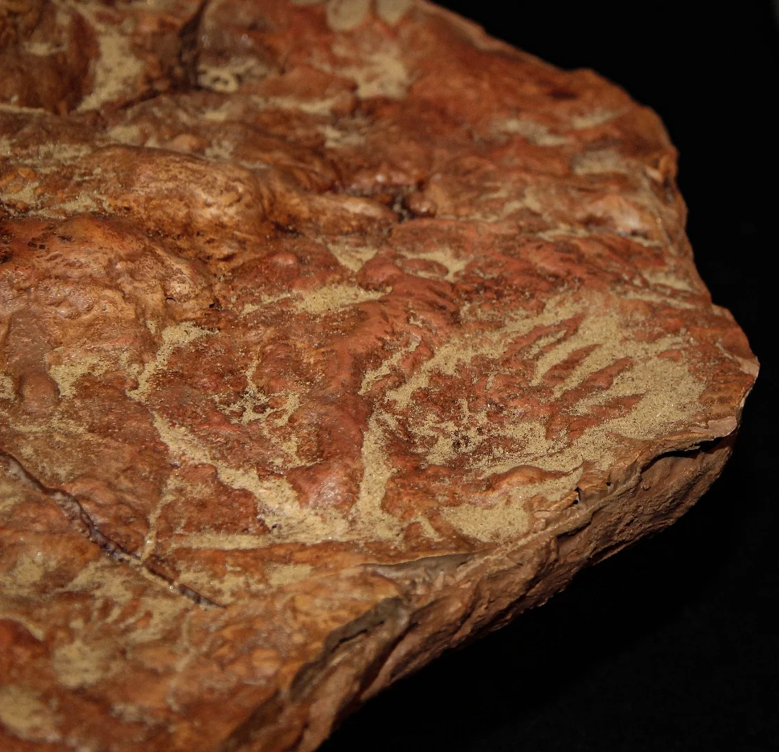 Measuring about 4 sq in (26 sq cm), this print (lower right) is the largest known mammal footprint from that long ago, left by an animal about the size of a racoon