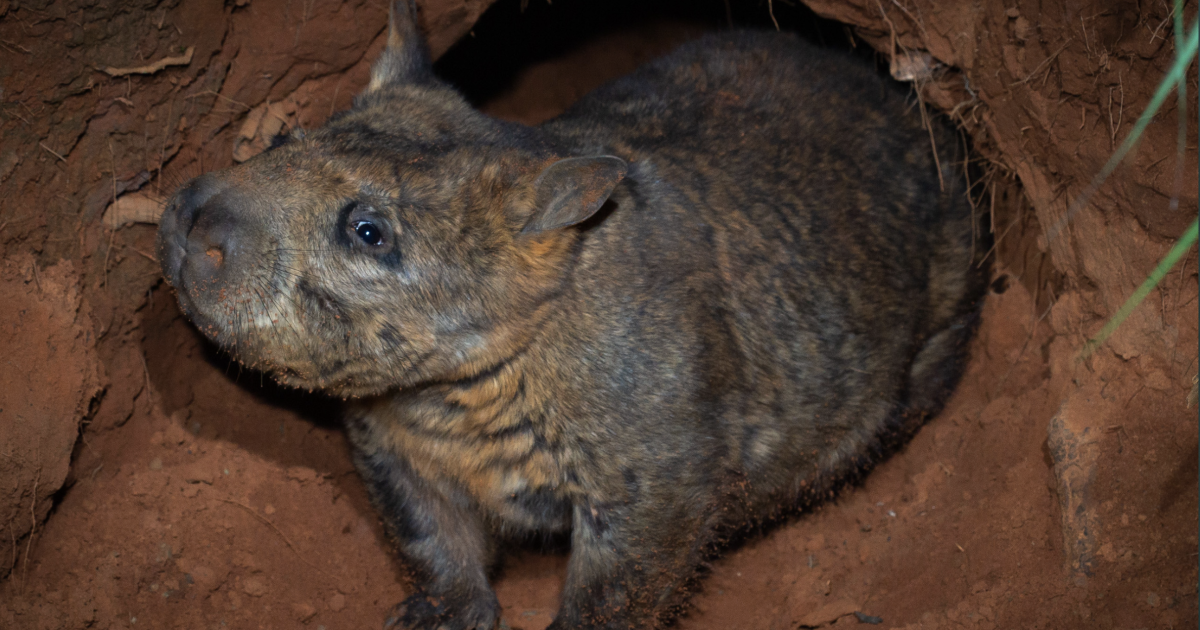 Spying on rare wombats reveals their elaborate 'underworld'