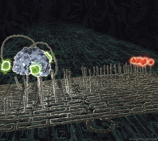 creates molecular robot from dna