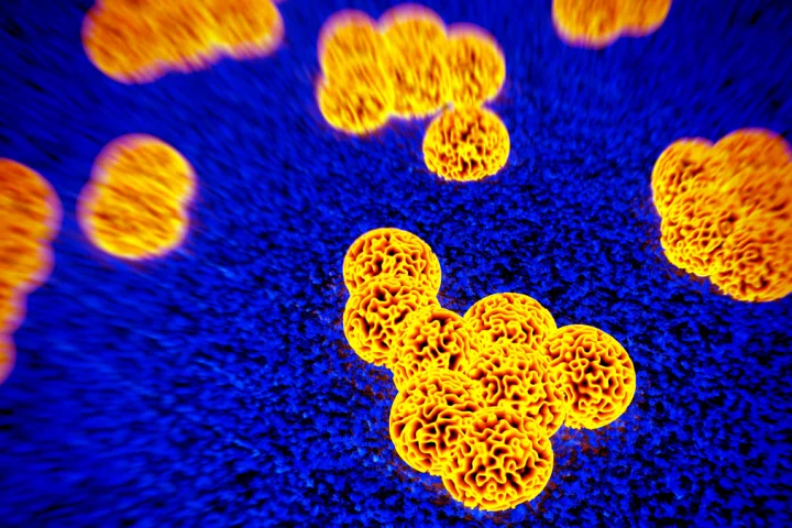 Researchers have discovered a way to lower the defenses of antibiotic-resistant bacteria, paving the way for a new class of drugs that could target superbugs, such as MSRA (Image: Shutterstock)