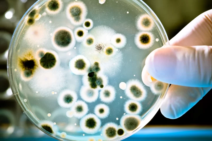 Currently a proof-of-concept, the research could lead to preventing bacteria from spreading antibiotic resistance to each other