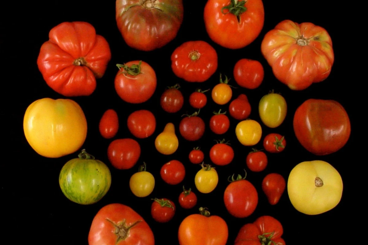 Researchers at the University of Florida are planning to take tomato genes that correspond to tastiness, which are more common in heirloom tomato varieties (pictured) and reintroduce them to commercial crops