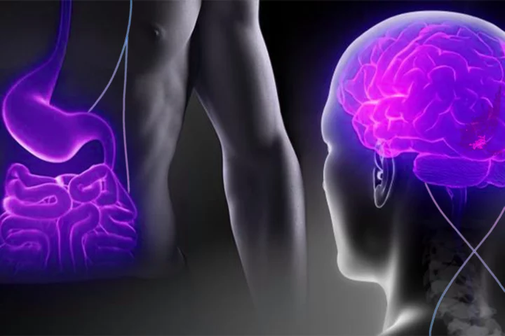 Experiments have shown how the stomach sends messages to the brain to keep eating or stop depending on the calorie content of the food consumed