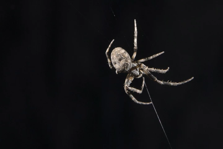 Scientists studying orb weaving spiders have found that they can use their webs as auditory arrays to extend their sense of hearing