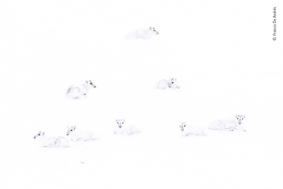 'Spot the reindeer'