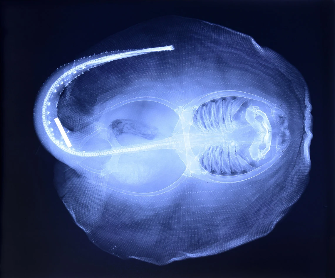 This is the first time chewing has been observed in sharks and stingrays
