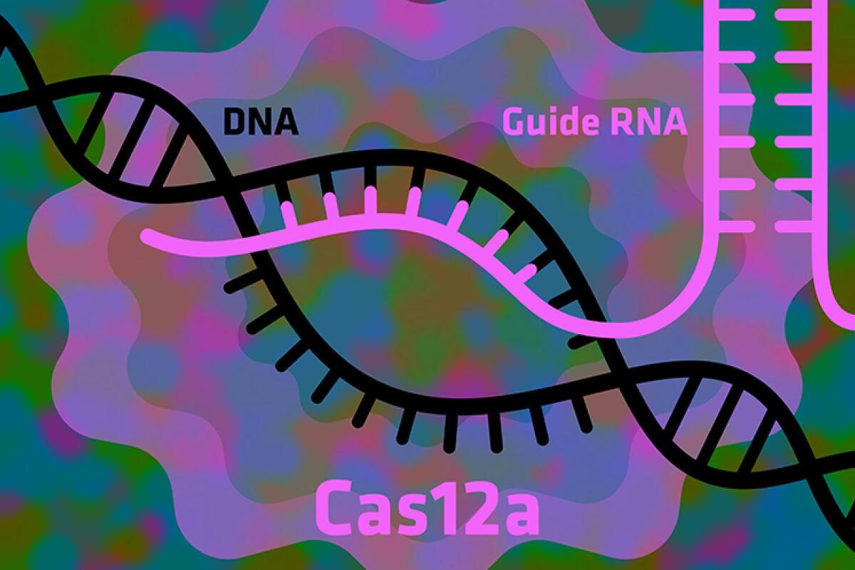 The Cas12a enzyme is claimed to be safer and more accurate than the traditionally used Cas9 enzyme