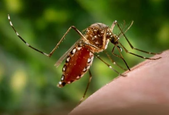 Dengue is transmitted by the Aedes aegypti mosquito and 2.5 billion are exposed to it across the globe
