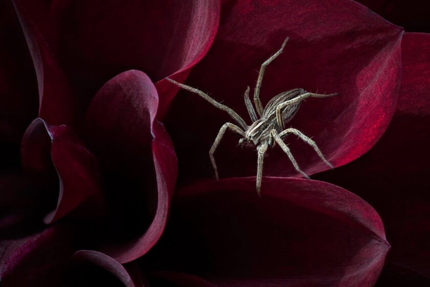 Winner in the Hidden Britain category. Waiting for her Prey – Dunchideock, Devon