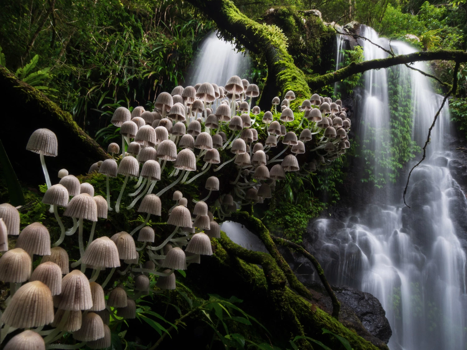 LANDSCAPES AND EARTH ELEMENTS PORTFOLIO CATEGORY – SINGLE IMAGESSPECIAL MENTION: Kevin De Vree, BelgiumLamington National Park, Queensland, AustraliaLamington National Park is a fairytale forest teeming with waterfalls, gigantic old trees and wildlife. Taking in all this magical beauty, I wondered when the ancient trees would start talking and if the fairies would appear. This fungi stairway captures the magic of this century old, semi-tropical rainforest.Olympus OM-D E-M5, 9-18mm lens, f18, 13/10 sec, ISO 200