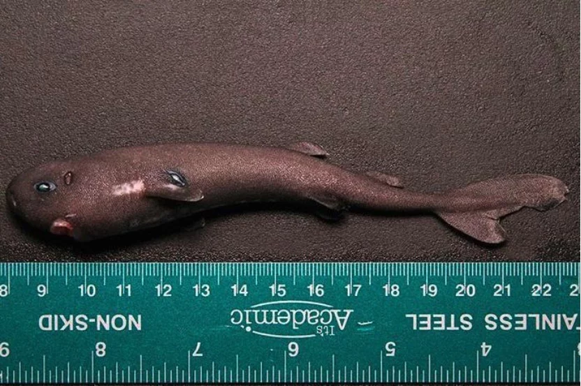 The single American Pocket Shark specimen was collected by the NOAA ship Pisces, during a mission to study sperm whale feeding