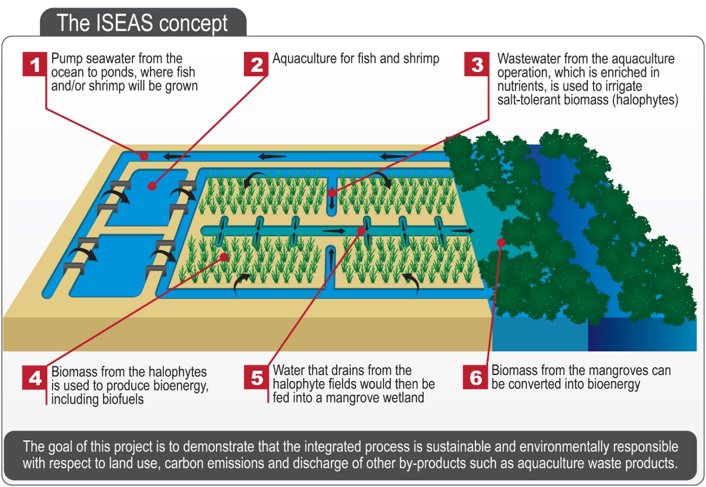 The pilot project that will test the potential of halophytes for biofuel production (Image: SBRC)