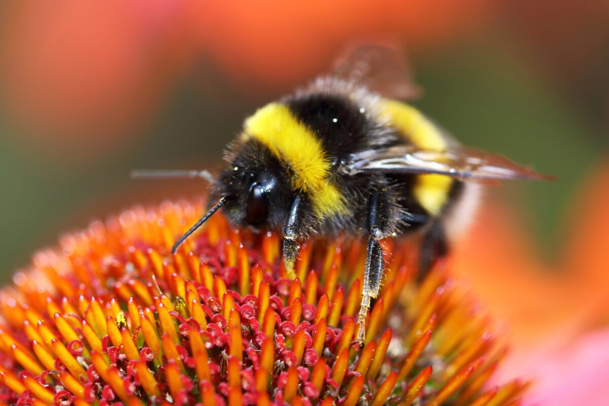 Better bee-lieve it – World Bee Day is time to celebrate our fuzzy life-givers