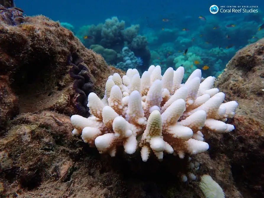 Bleached coral on the Great Barrier Reef