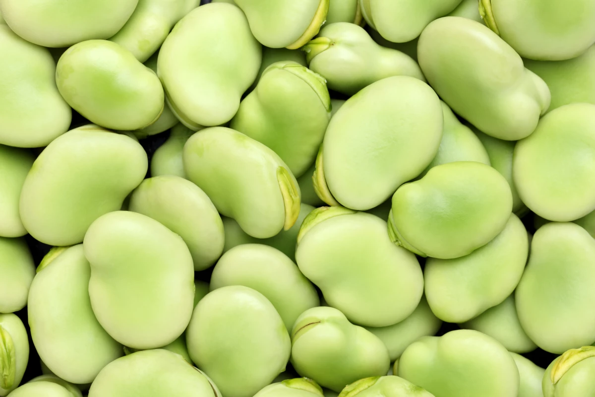 Fava beans – also known as broad beans or faba beans