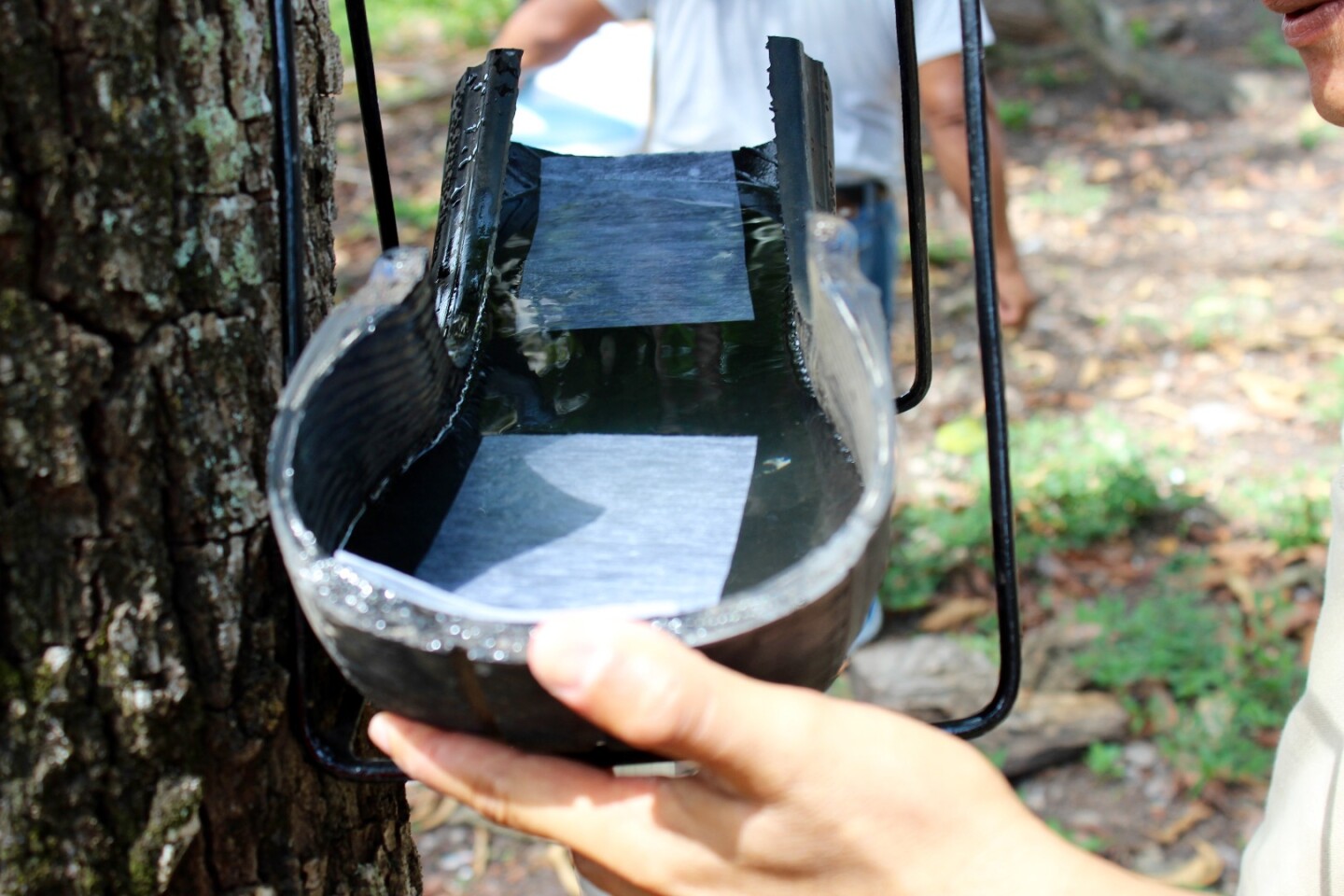 Checking the bottom section of an ovillanta trap